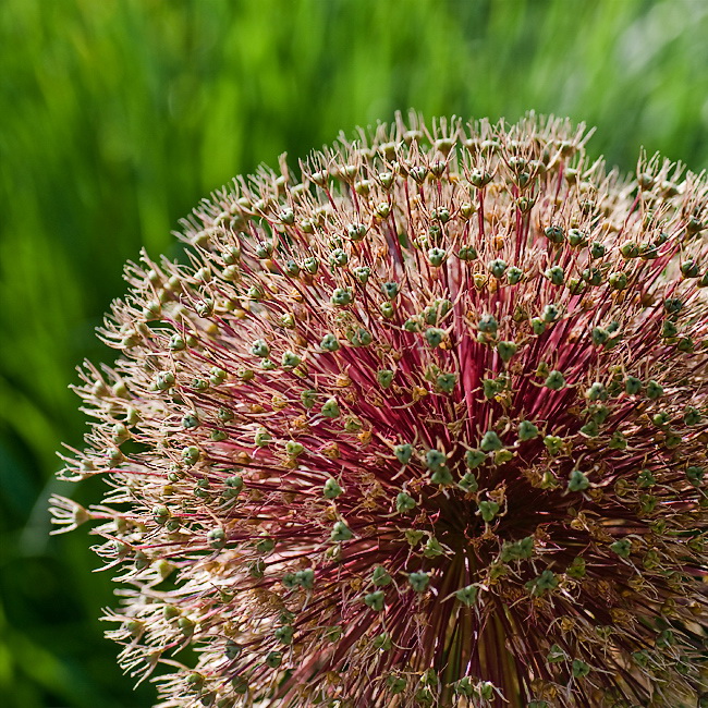 08.06.2010 Blume-D34_8599-als-Smart-Objekt-1.jpg